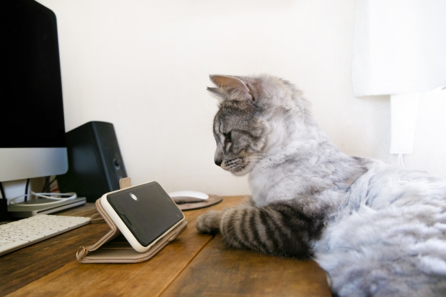 ネットで検索する猫